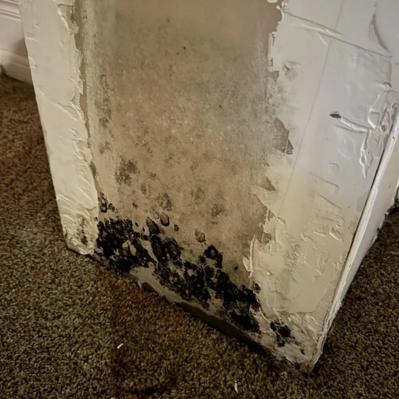 Professional Mold Removal in Camp Point, IL